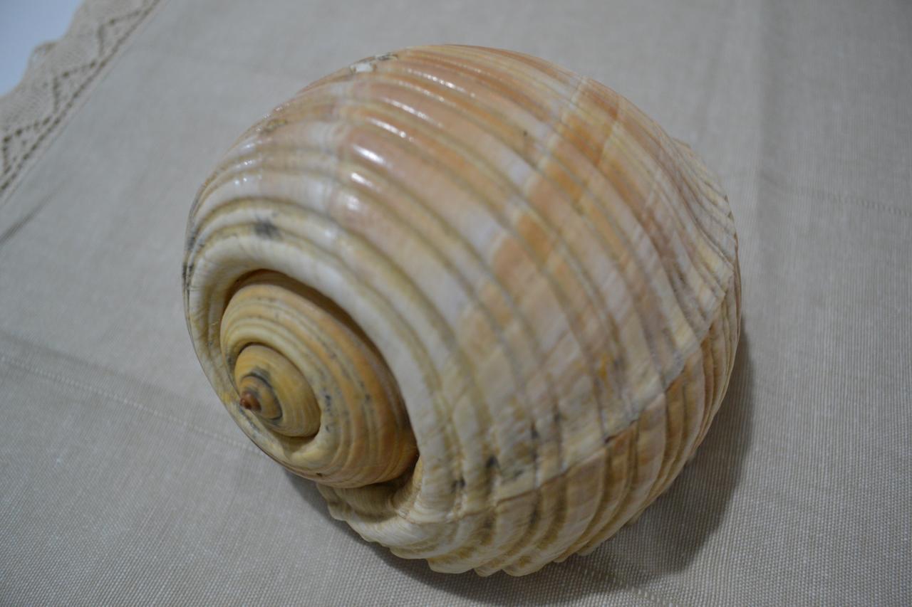 Seashell Art Decor Studio & Parking Vlore Exterior photo